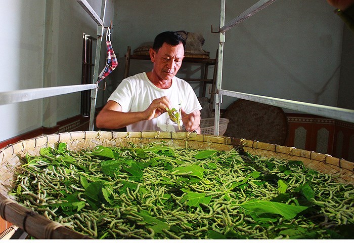 Cho Tằm Ăn Lá Dâu